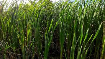 een boeiend perspectief van een geïsoleerd moeras riet door de water's kant. deze beeld nodigt uit overpeinzing van de gemakkelijk nog opvallend schoonheid gevonden in aard details. video