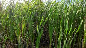 een boeiend perspectief van een geïsoleerd moeras riet door de water's kant. deze beeld nodigt uit overpeinzing van de gemakkelijk nog opvallend schoonheid gevonden in aard details. video