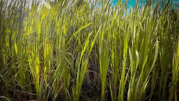 A captivating perspective of an isolated marsh reed by the water's edge. This image invites contemplation of the simple yet striking beauty found in natures details. video