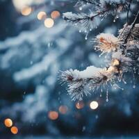 Snowy pine tree branches with blurred lights photo