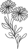 Black and white aster flower outline vector coloring book page for adults and children flowers aster with leaves  buds hand-drawn flowers, isolated on white background