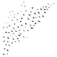 Sketch drawing of a silhouette of a flock of birds flying forward. Takeoff, flying, flight, flutter, hover, soaring, landing vector