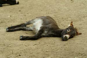 Burro es descansando en zoo foto