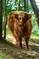 Highland cattle on meadow in zoo photo