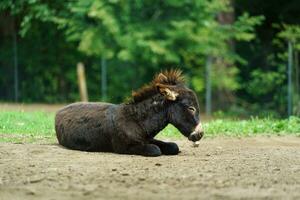 Donkey is resting in zoo photo