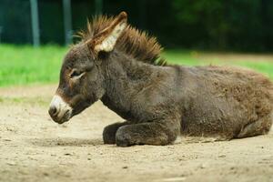 Burro es descansando en zoo foto