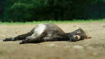 Donkey in zoo photo