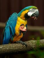 Blue and yellow macaw photo