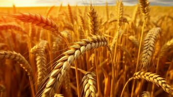 Wheat field. Ears of golden wheat close up. Rich harvest Concept. photo