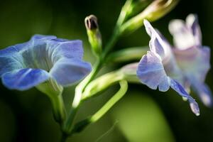 Close up of Ipomoea triloba flowers in bloom on blurred background photo
