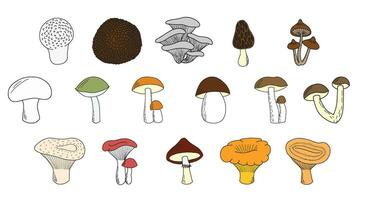 Set of hand drawn edible mushrooms vector