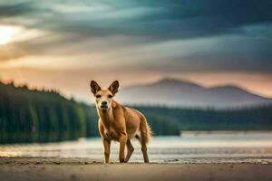 un perro en pie en el playa a puesta de sol. generado por ai foto