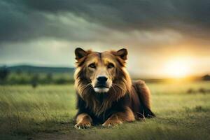 un león sentado en el césped a puesta de sol. generado por ai foto