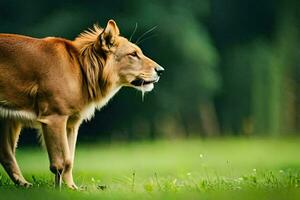 a lion standing in the grass looking away. AI-Generated photo