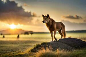 un perro en pie en un rock en el medio de un campo a puesta de sol. generado por ai foto