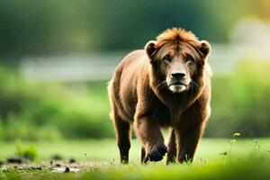 un león caminando a través de un campo. generado por ai foto