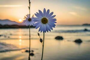 two daisies are standing on the beach at sunset. AI-Generated photo