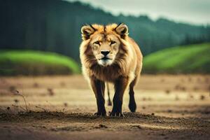 a lion walking across a field. AI-Generated photo