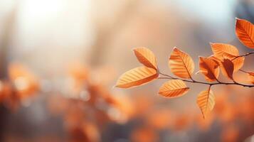 Blurred autumn leaves with shallow depth of field photo