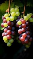 Close-up of a bunch of grapes on grapevine AI Generated photo