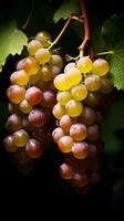 Close-up of a bunch of grapes on grapevine AI Generated photo