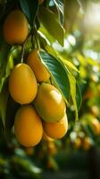 tropical maduro amarillo mango Fruta colgando en árbol rama con hermosa granja y luz de sol ai generado foto