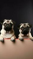 Pugs posing with blank paper board in studio. Mockup template. Copy space. AI Generated photo
