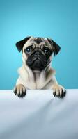 Pugs with empty paper board mockup on blue background. Copy space. AI Generated photo