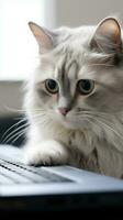 Close-up of a cat and a laptop on a white background. Copy space. AI Generated photo