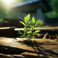 Tiny plant thrives on timber surface, a breath of fresh nature indoors For Social Media Post Size AI Generated photo