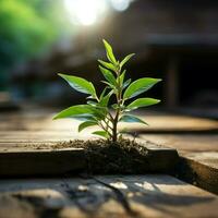 minúsculo planta prospera en madera superficie, un aliento de Fresco naturaleza adentro para social medios de comunicación enviar Talla ai generado foto