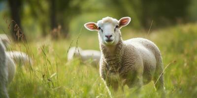 Cute happy lamb on the field, sheep. Generative AI photo