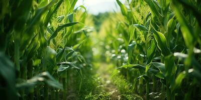 Corn field, harvesting, eco-friendly products. Generative AI photo