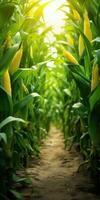 Corn field, harvesting, eco-friendly products. Generative AI photo