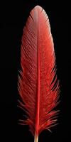 Red feather close up on black background. Generative AI photo