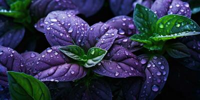 Beautiful basil close-up. Dew drops on leaves. Green and purple basil. Generative AI photo