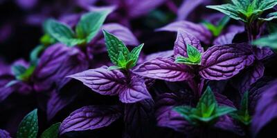 Beautiful basil close-up. Dew drops on leaves. Green and purple basil. Generative AI photo