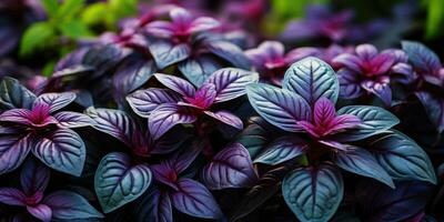 Beautiful basil close-up. Dew drops on leaves. Green and purple basil. Generative AI photo