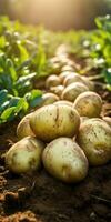 Potatoes on the field close-up. Harvesting potatoes. Generative AI photo