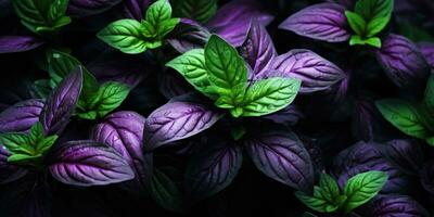 Beautiful basil close-up. Dew drops on leaves. Green and purple basil. Generative AI photo