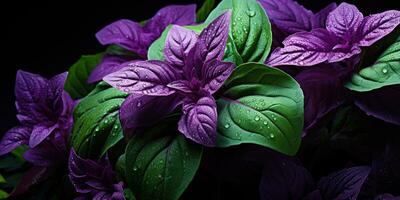 Beautiful basil close-up. Dew drops on leaves. Green and purple basil. Generative AI photo