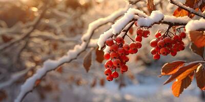 A bunch of mountain ash in winter on the snow. Winter photography. Generative AI photo