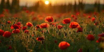 Field of poppies at dawn. Poppy day. Memory of all the soldiers who died in wars involving Great Britain. Generative AI photo