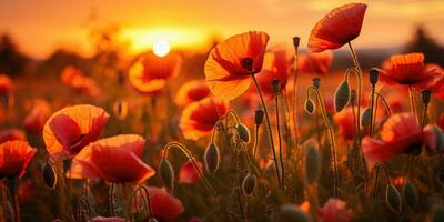 Field of poppies at dawn. Poppy day. Memory of all the soldiers who died in wars involving Great Britain. Generative AI photo