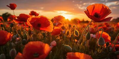 Field of poppies at dawn. Poppy day. Memory of all the soldiers who died in wars involving Great Britain. Generative AI photo