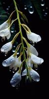 Acacia flowers on a dark background. White flowers with raindrops. Generative AI photo