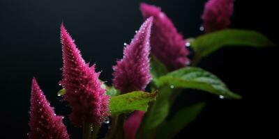 amaranth on a dark background close-up. Generative AI photo