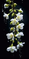 acacia flores en un oscuro antecedentes. blanco flores con gotas de lluvia. generativo ai foto