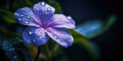 gorgeous periwinkle flower with raindrops. Generative AI photo