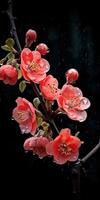 membrillo flores en un oscuro antecedentes con Rocío gotas. generativo ai foto